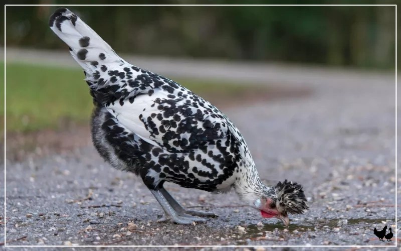 Can Chickens Drink Rainwater? Benefits & Risks LearnPoultry