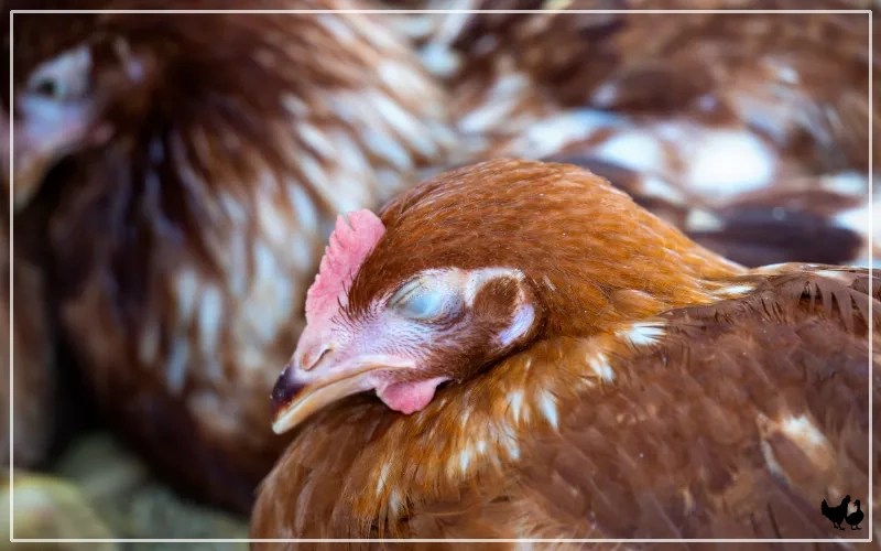 How Long do Chickens Sleep? LearnPoultry