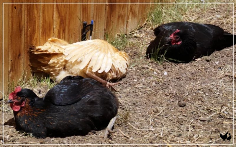 The Sunny Side of Life Do Chickens Need Sunlight? LearnPoultry