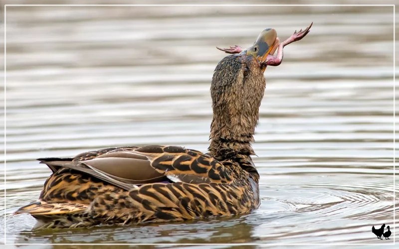 Do Ducks Eat Fish? Benefits & Risks LearnPoultry