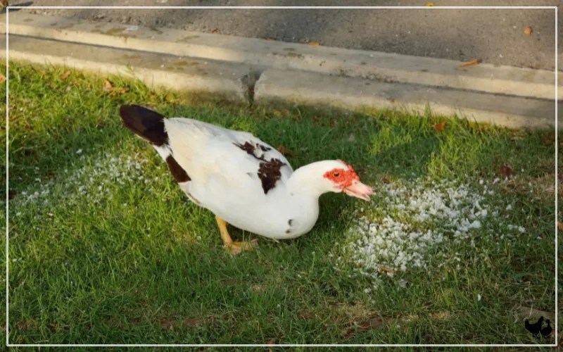 Best Treats for Ducks 10 Quacktastic Snaks LearnPoultry