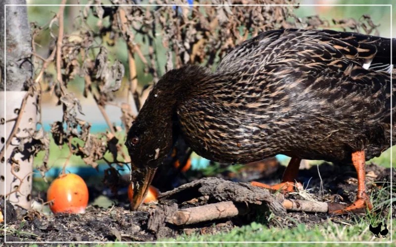 Best Treats for Ducks 10 Quacktastic Snaks LearnPoultry