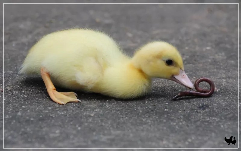 Feeding Ducklings Guide to a Balanced Diet LearnPoultry