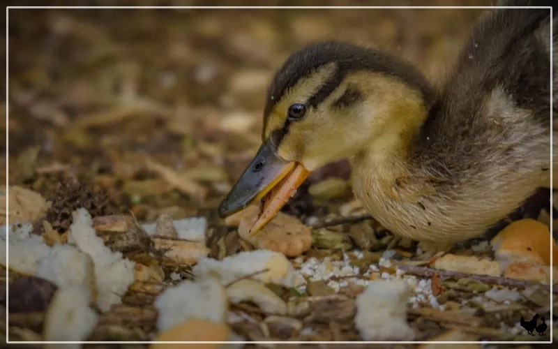 Feeding Ducklings Guide to a Balanced Diet LearnPoultry