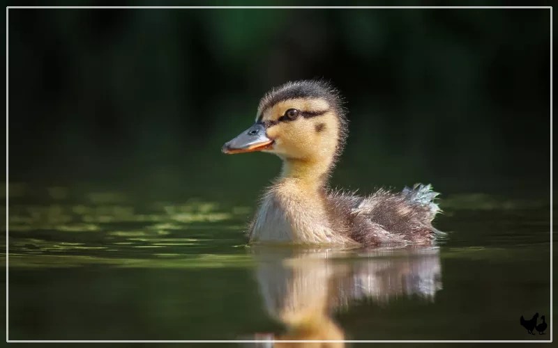 When Can Ducklings Start Swimming? LearnPoultry