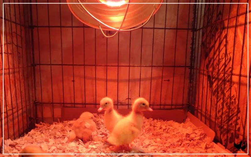 Do Ducklings Need a Heat Lamp? LearnPoultry