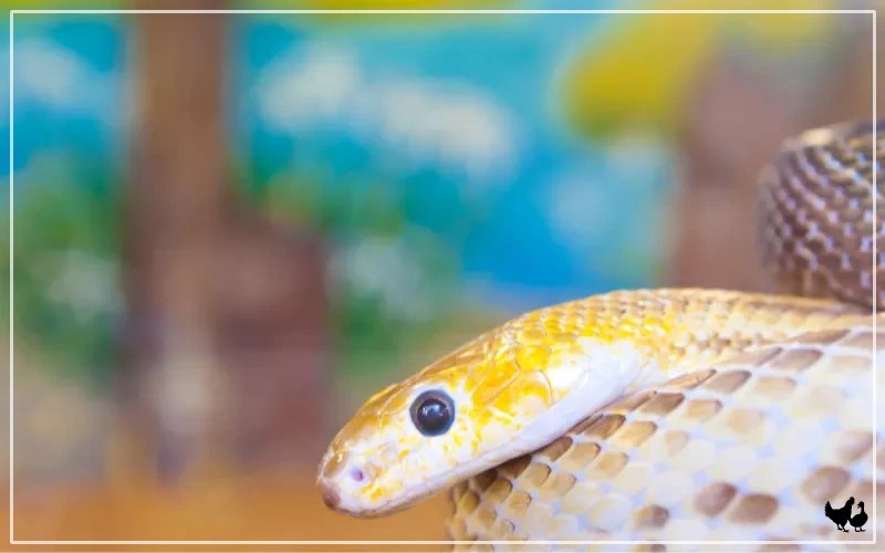 The Silent Stalkers Do Snakes Eat Chickens? LearnPoultry