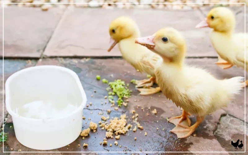 Feeding Ducklings Guide to a Balanced Diet LearnPoultry