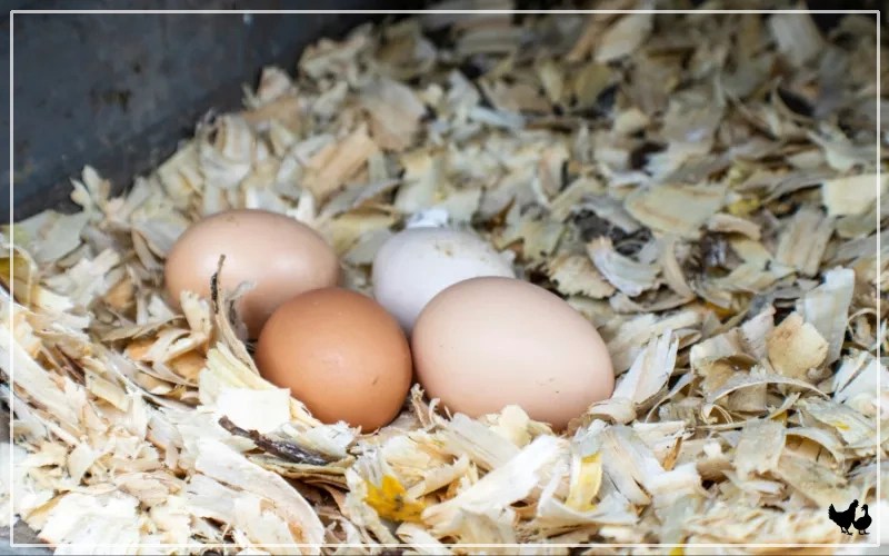How to Tell if Chicken Egg is Fertilized? LearnPoultry
