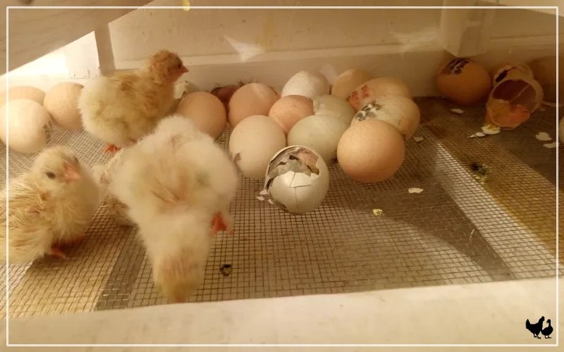 Hatching Eggs vs Purchasing Baby Chickens Pros & Cons LearnPoultry