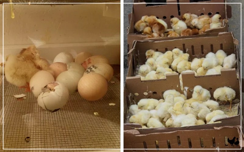 Hatching Eggs vs Purchasing Baby Chickens Pros & Cons LearnPoultry