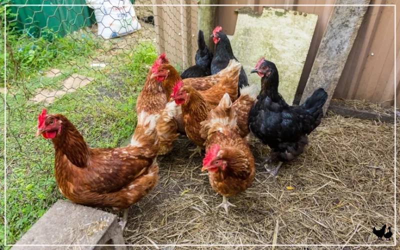 How Many Chickens Do You Need? LearnPoultry