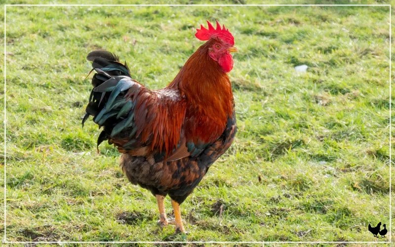 500+ Chicken Names for Hens and Roosters LearnPoultry