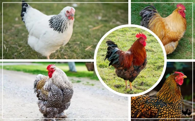 10 Largest Chicken Breeds (With Pictures) LearnPoultry