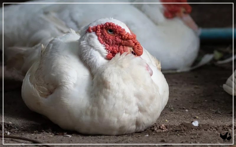 How to Tell if a Duck is Dying? LearnPoultry