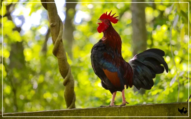 When do Roosters Start Crowing? LearnPoultry