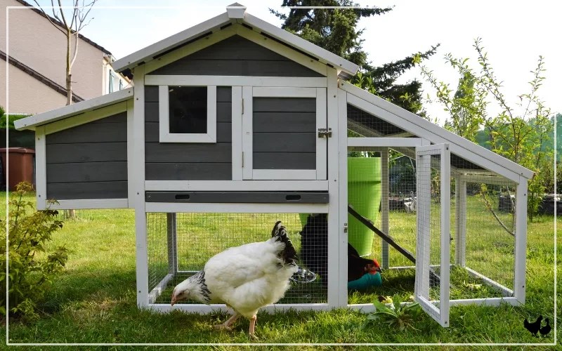 Chicken Supplies 101 Raising Healthy Chickens LearnPoultry