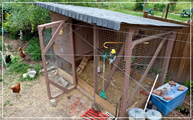 What is a Chicken Run? LearnPoultry