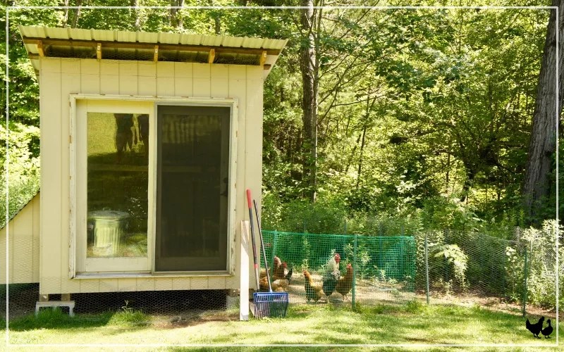 What is Chicken Coop? The Ultimate Guide LearnPoultry