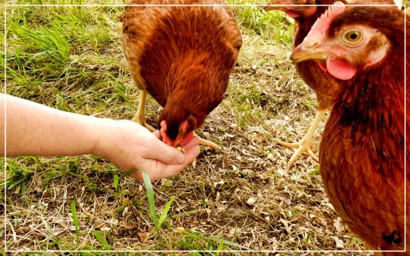 Building Trust with Your Chickens 11 Essential Tips LearnPoultry