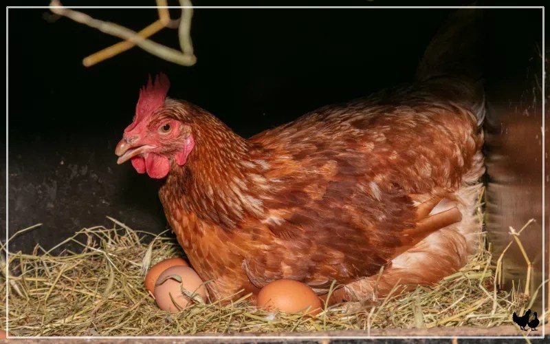 What Materials to Put in Chicken Nesting Boxes? LearnPoultry