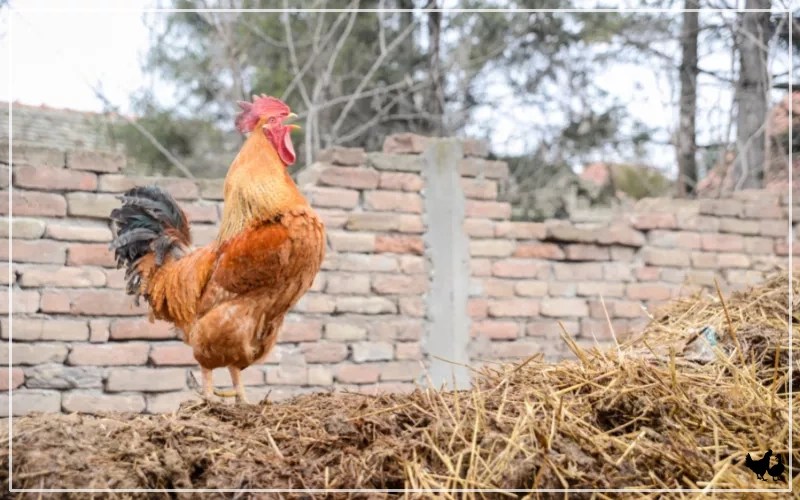 What Noise Does a Chicken Make? LearnPoultry