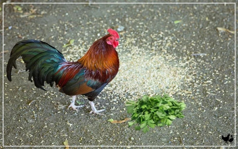 Can Chickens Eat Cilantro? Fresh Flavors for Your Flock LearnPoultry