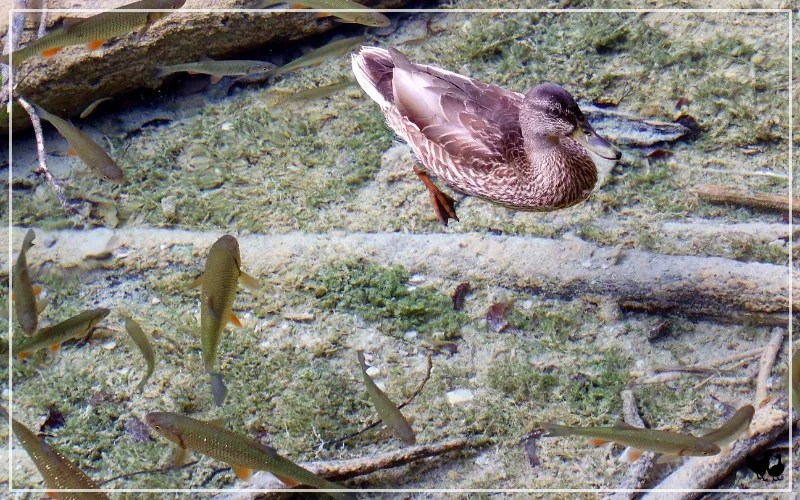 Do Ducks Eat Fish? Benefits & Risks LearnPoultry