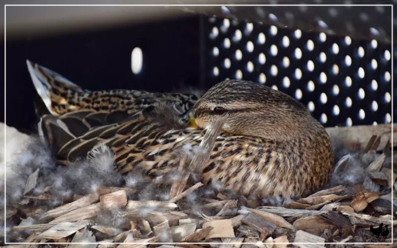 How Often Do Ducks Lay Eggs? LearnPoultry