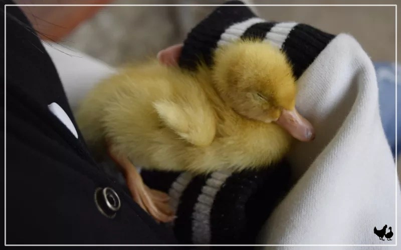 How Do Ducks Sleep? LearnPoultry