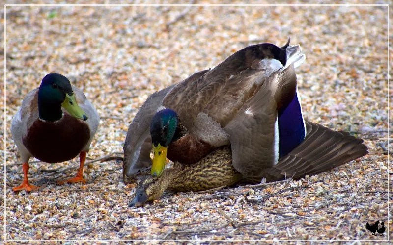 How Do Ducks Mate? - LearnPoultry