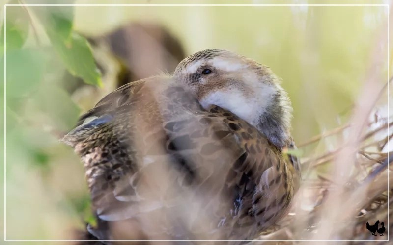 How Do Ducks Sleep? LearnPoultry
