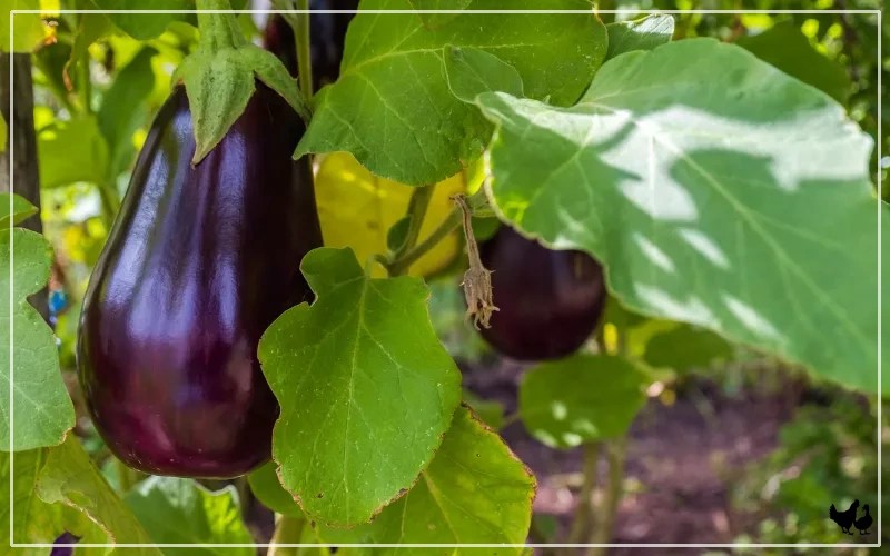 Eggplant for Chickens Is It Safe or Not? LearnPoultry