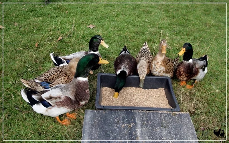 Niacin for Ducks Dosage and Signs of Deficiency LearnPoultry