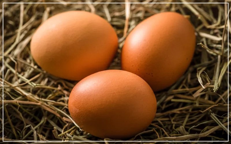 What is a Chicken Run? LearnPoultry