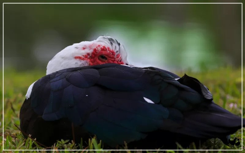 How Do Ducks Sleep? LearnPoultry