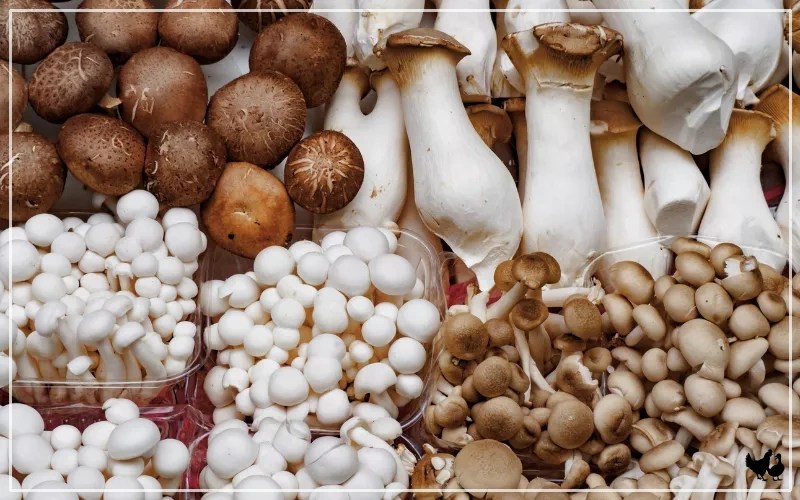 Can Chickens Eat Mushrooms? The Ultimate Guide LearnPoultry