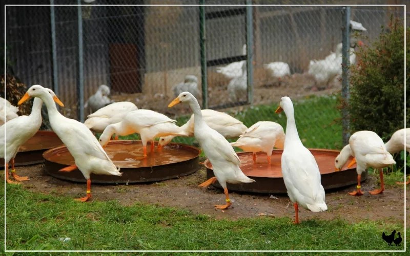How to Keep Runner Ducks? LearnPoultry