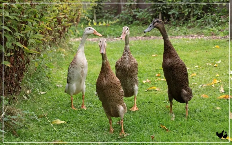 13 Facts about Runner Ducks That Will Surprise You LearnPoultry