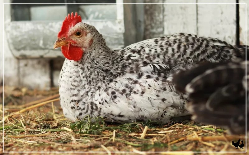 Tylan 50 for Chickens Dosage, Benefits and Risks LearnPoultry