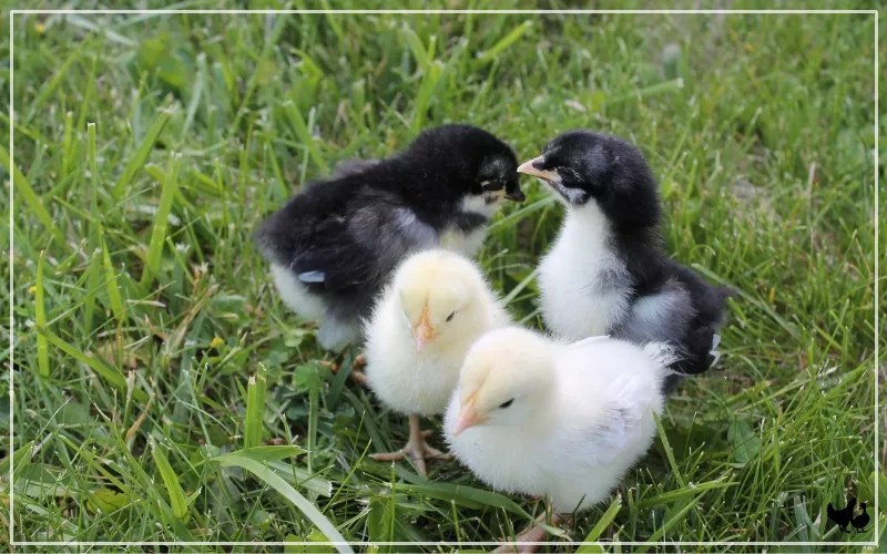 When Can Baby Chicks Go Outside? LearnPoultry