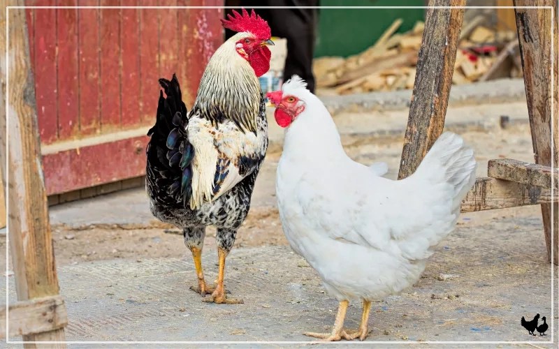 500+ Chicken Names for Hens and Roosters LearnPoultry