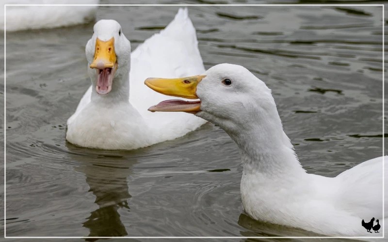 23 Most Common Duck Behaviors Explained LearnPoultry