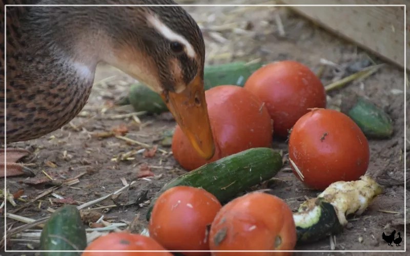 Can Ducks Recover From Niacin Deficiency? LearnPoultry