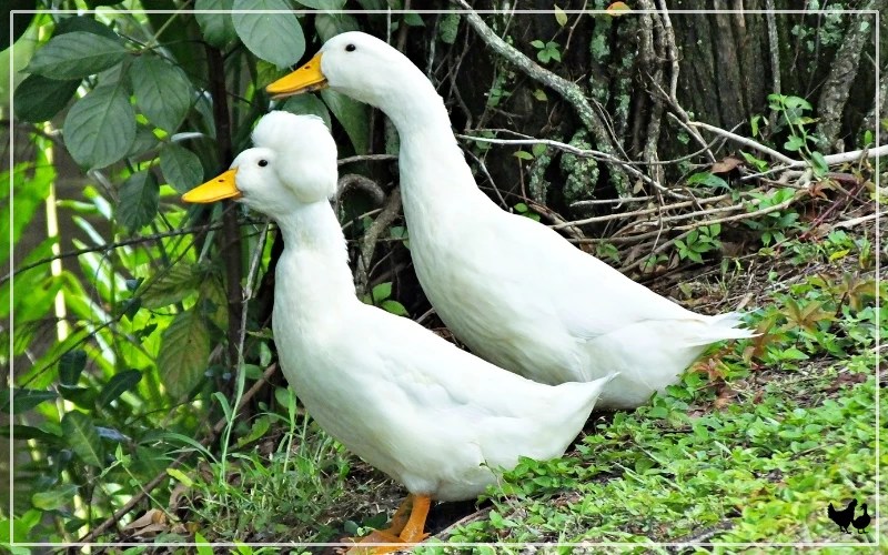 23 Most Common Duck Behaviors Explained LearnPoultry