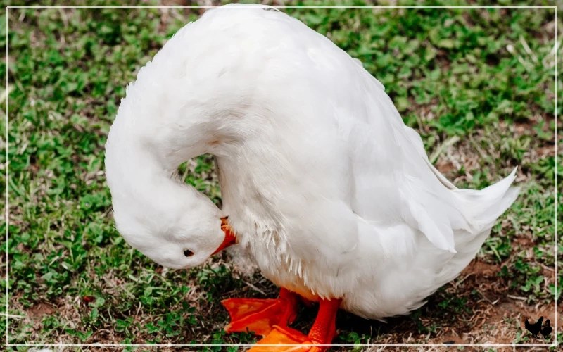 23 Most Common Duck Behaviors Explained LearnPoultry