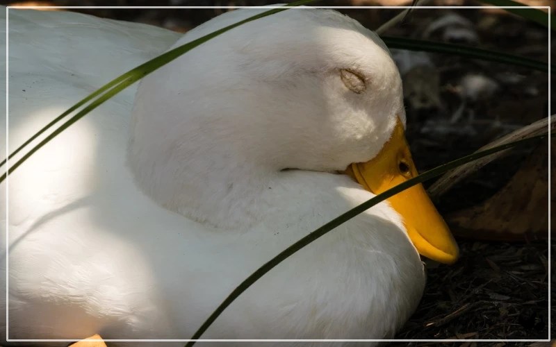 23 Most Common Duck Behaviors Explained LearnPoultry