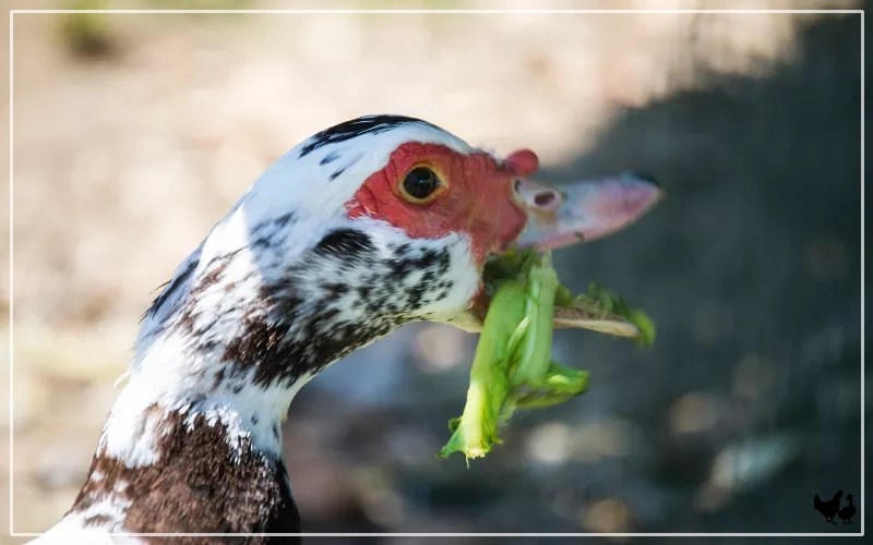 Can Ducks Recover From Niacin Deficiency? LearnPoultry