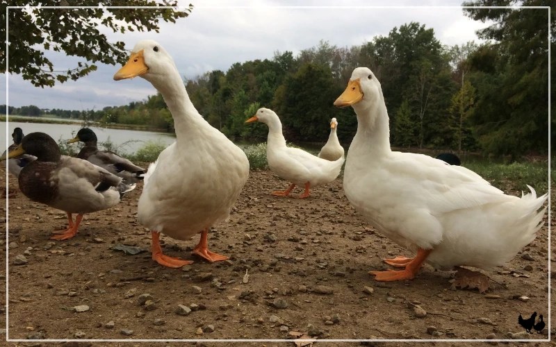 Why Do Ducks Bob Their Heads? LearnPoultry