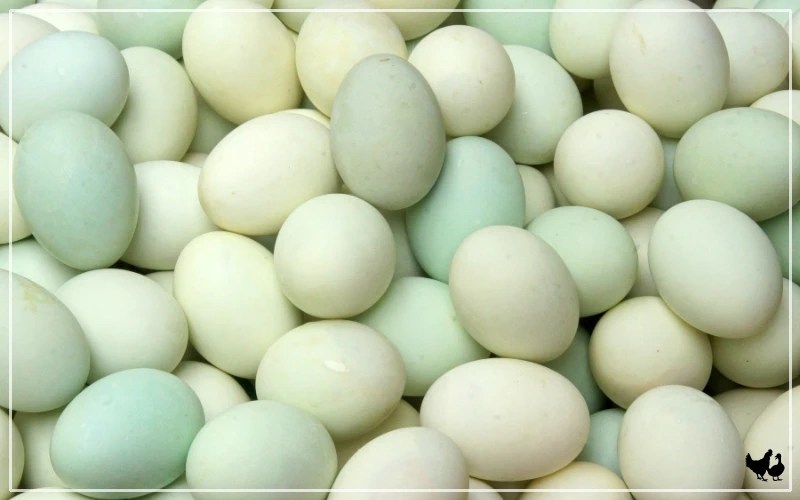 How Many Eggs Do Pekin Ducks Lay? LearnPoultry